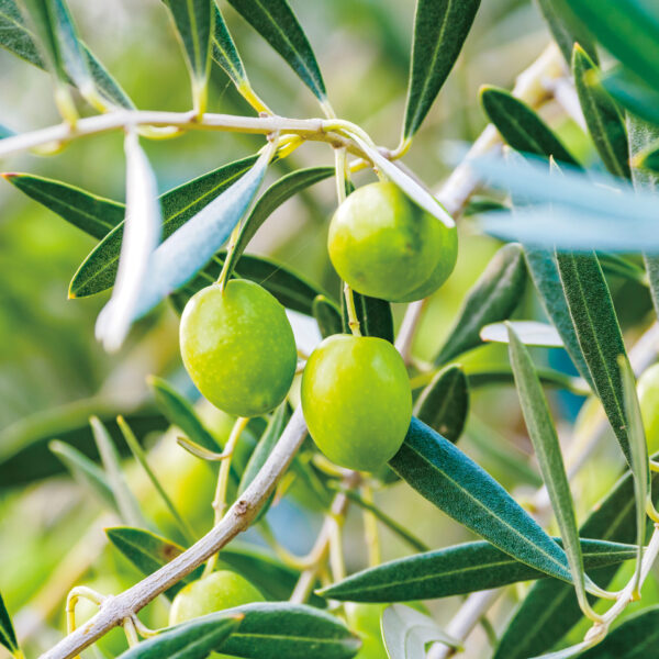 美しくすこやかな体に！積極的にとりたい3種類のオイル